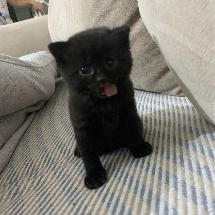 продаю котенка 1 месяцев