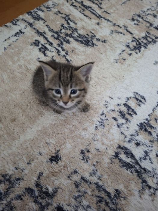 Отдаю котят в хорошие руки
