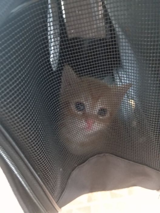 котенок продою за 8000 тг