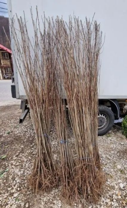 comercializăm puieți de salcâm pentru împădurirea terenurilor degradat