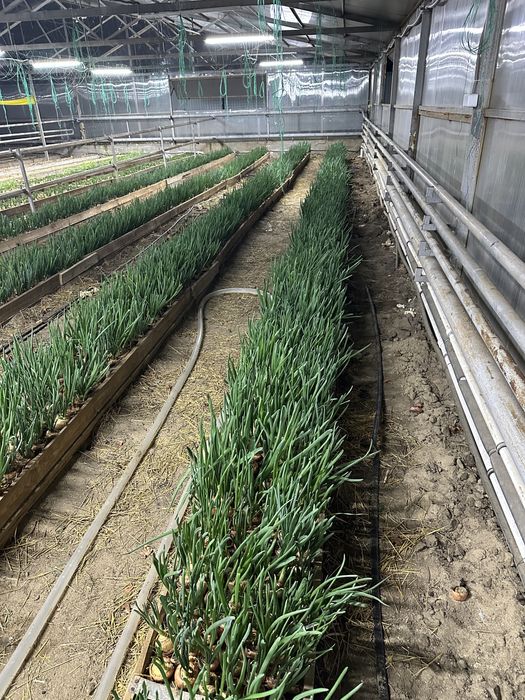 Зеленый лук Актобе