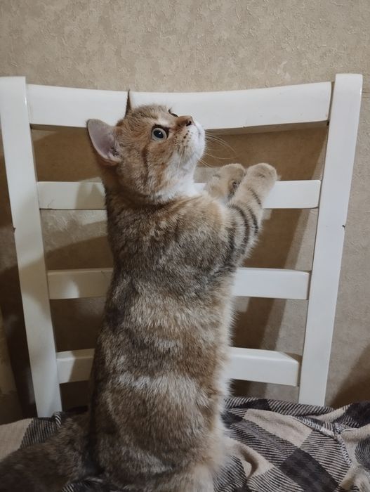 Продается котенок