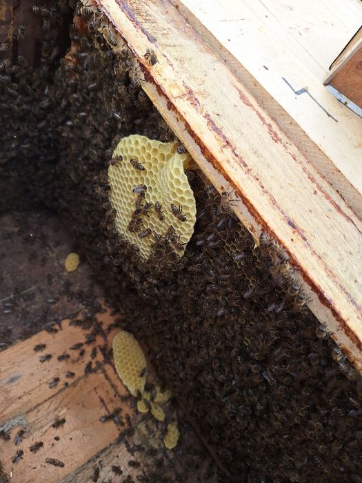 Familii de albine de vânzare