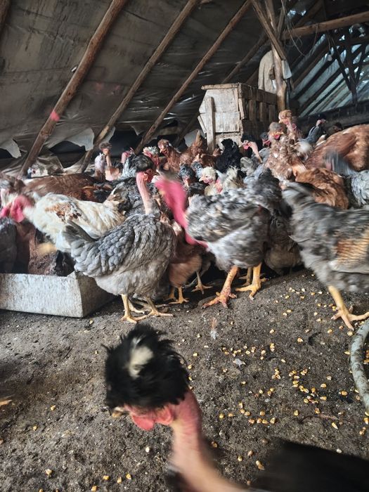 Vând puicuțe și găini rasa mixta