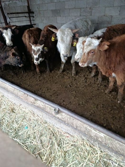 Продаю бычки.      .