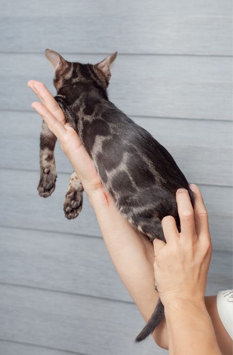 Чистокровные бенгалы