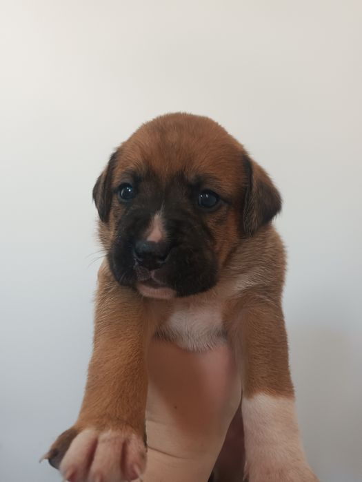 Отдам малышек в добрые руки