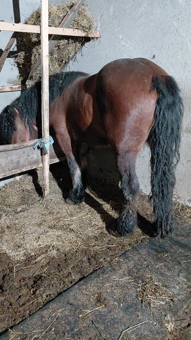 Manza de 3 ani de vânzare!!!