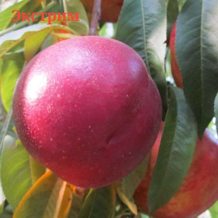 Саженцы нектаринов (персиковых)