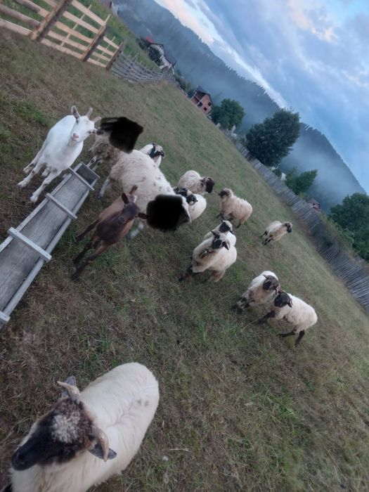 Vand mioare si oi