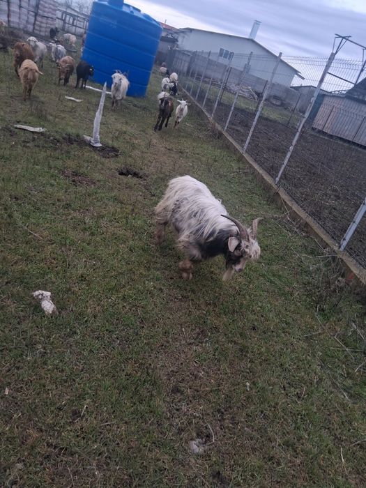 Iezi de vanzare aprox 35-40 bucăți