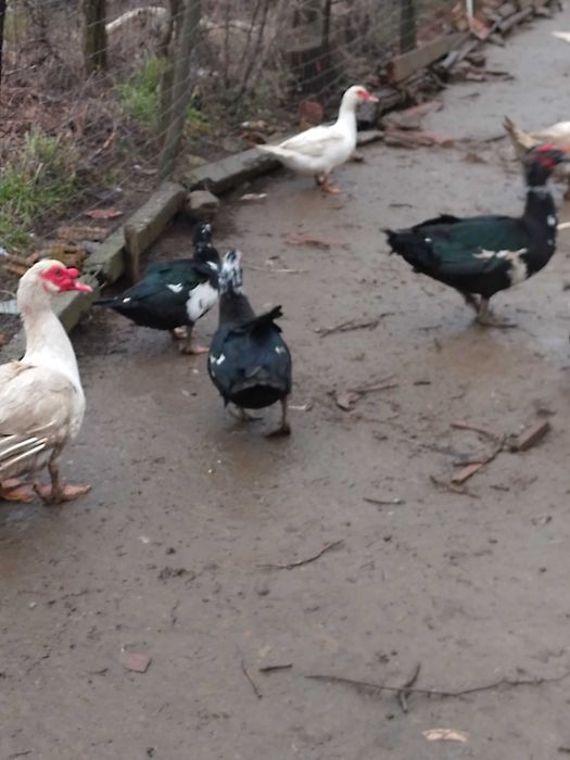 Rate crescute la curte