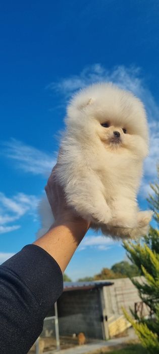 Померан померанче