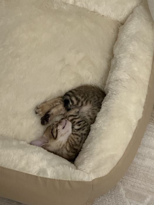 Продаются бенгальские котята