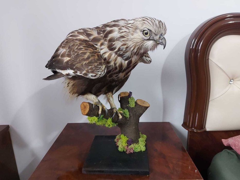 Sorecar incaltat impaiat - taxidermie Radauti • OLX.ro