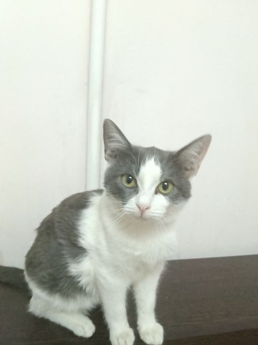 Котик подросток 5месяцев