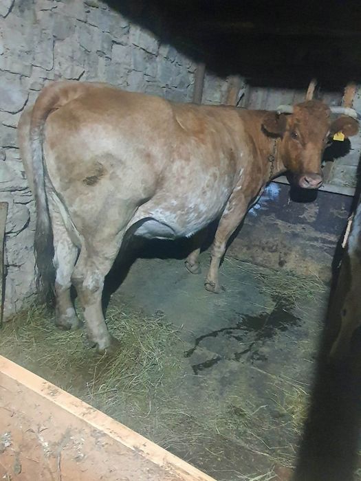 Vând vaca buna de lapte