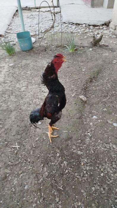 Dakan Xoʻroz sotiladi