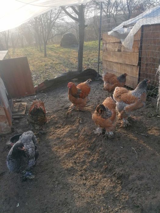 Găini Brahma Porțelan