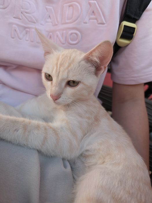 Отдам котика в добрые руки, мальчик