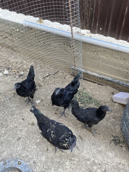 Тауықтар сатылады