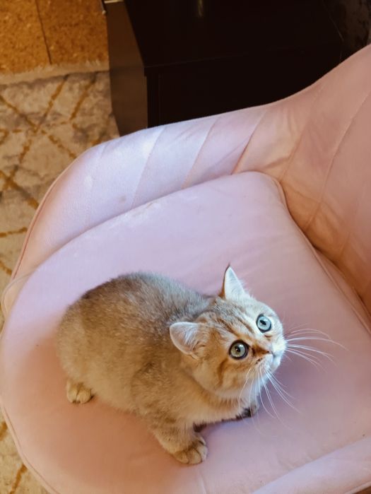 Британская Шиншилла Алматы