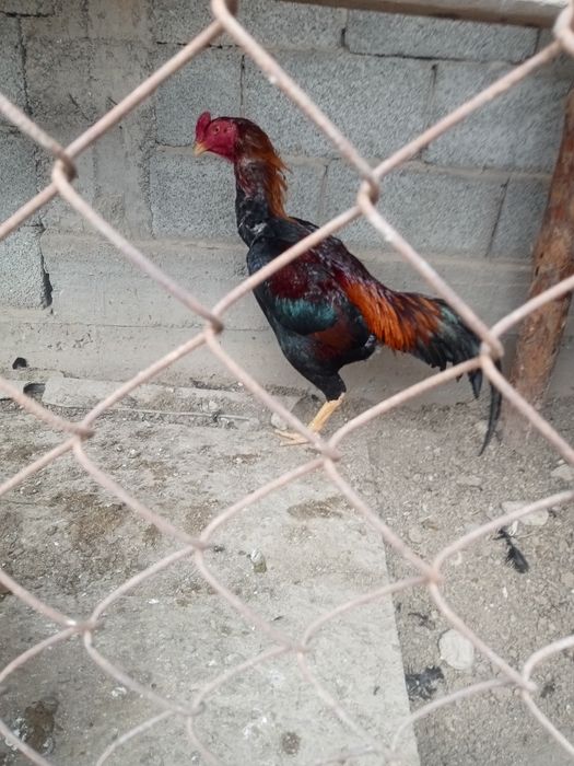 Дакан дакан қораз дакан