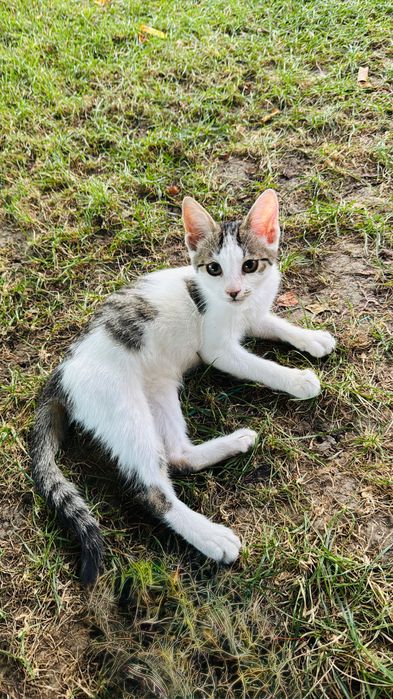 Pui de pisica spre adoptie