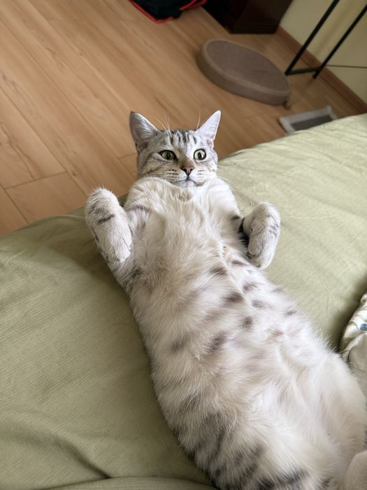 Отдам кота в добрые руки срочно