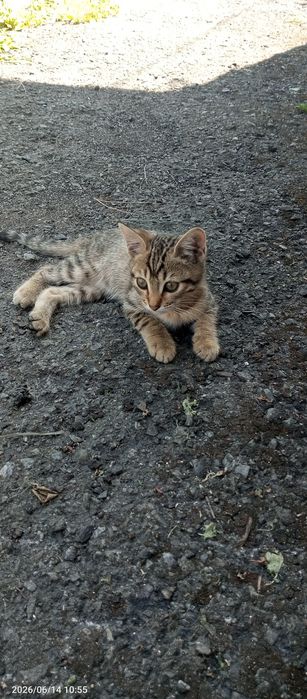 Отдам 2 котят 3 месяца