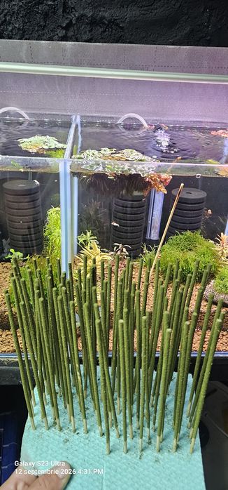 Hrana creveti BIO 12 buc/paket