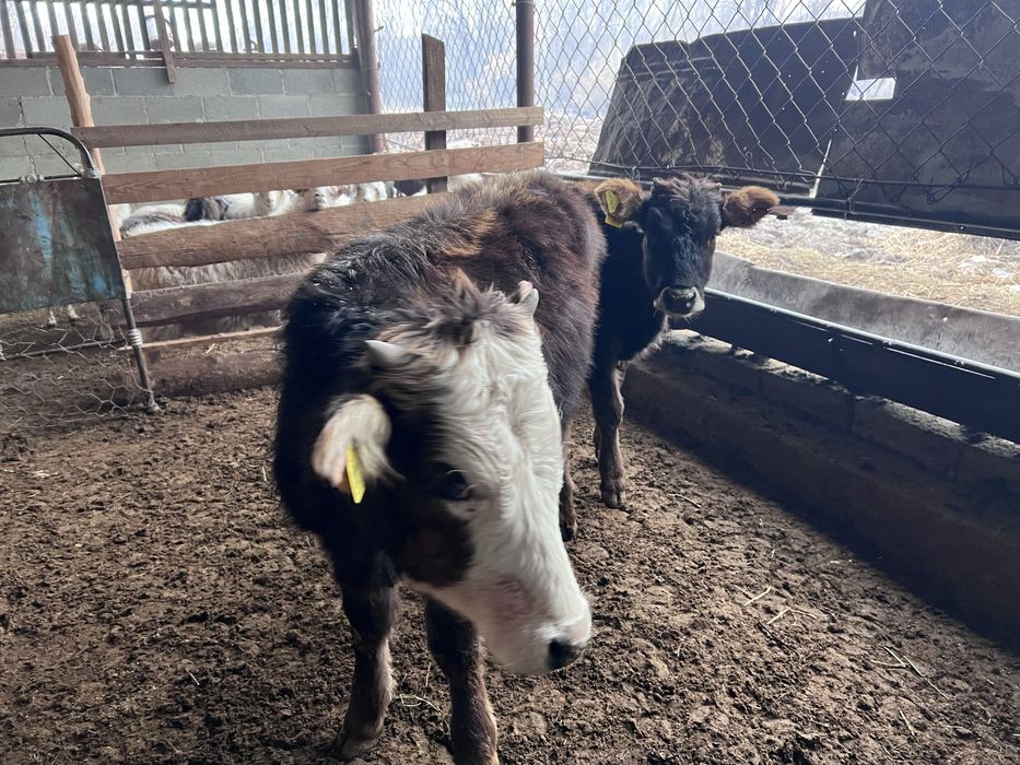 Ұрғашы 4 бас тайынша сатылады