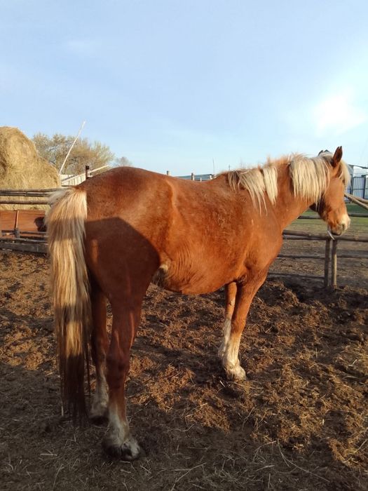 Продам кобылу лошадь