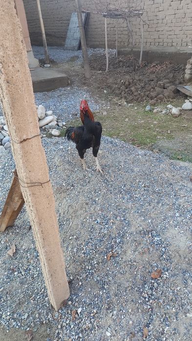 Dakan endi bir yoshar