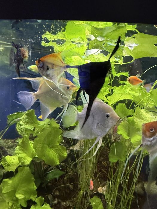 Ъглов Аквариум 350л