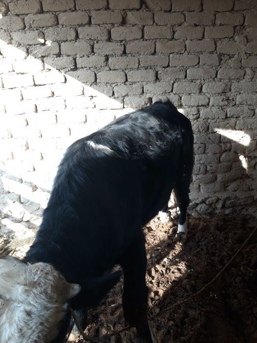 Hukiz sotiladi semiz