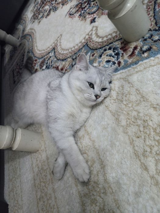 Британский шинщила
