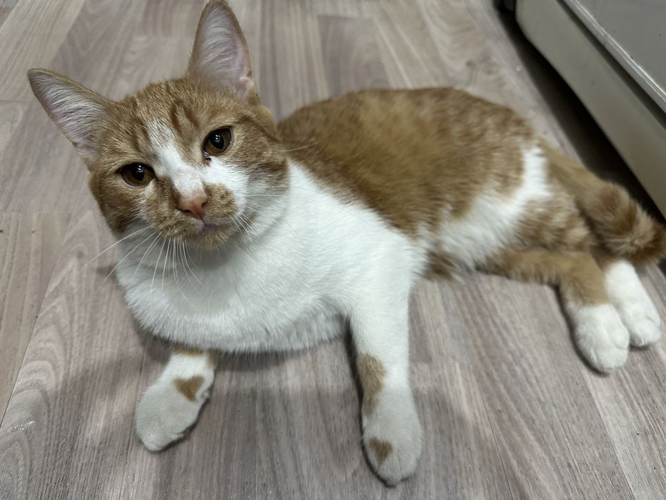 Отдам в хорошие руки котенка