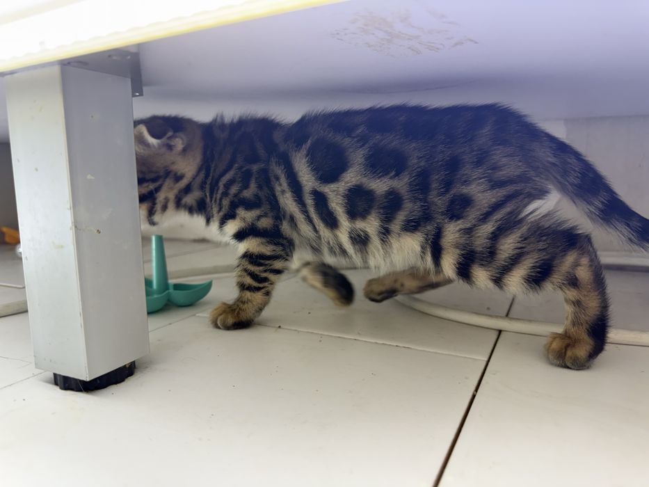 Бенгалка вислоухая