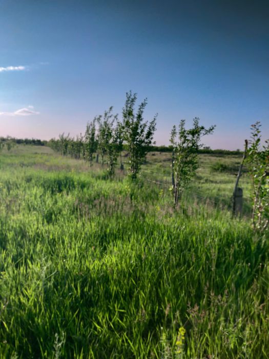 Продам молодой сад