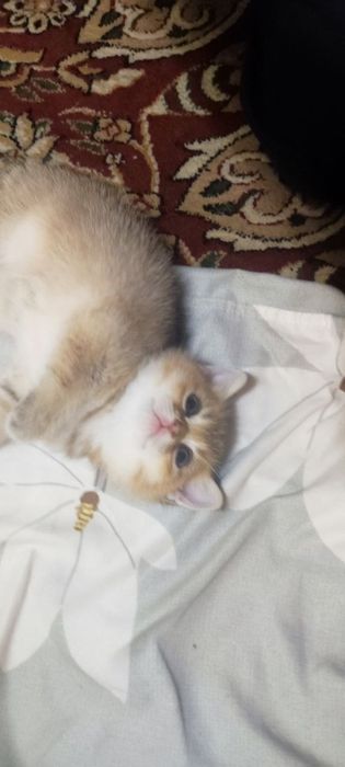 Продается элитный котенок — золотая девочка-шиншилла!