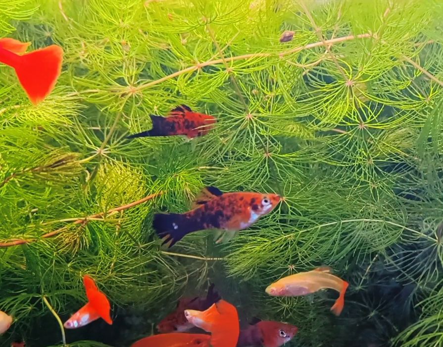 Меченосцы аквариумные рыбки