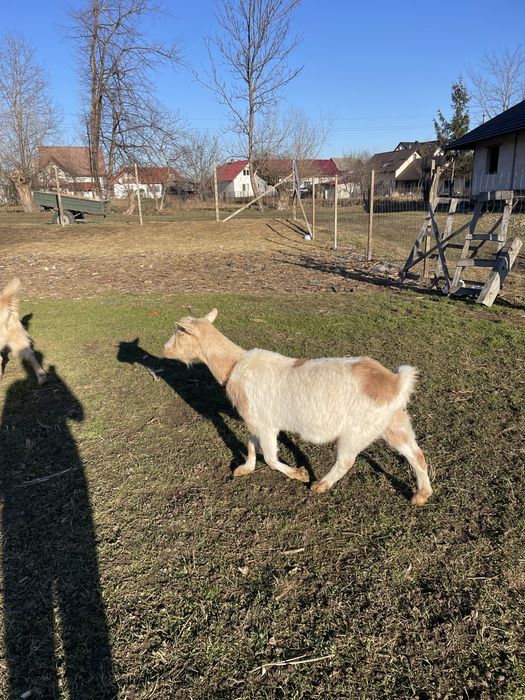 Capre montate cu țap anglonubian pur schimb cu cereale
