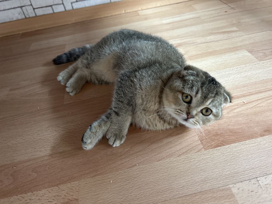 кошка шотландкая вислоухая