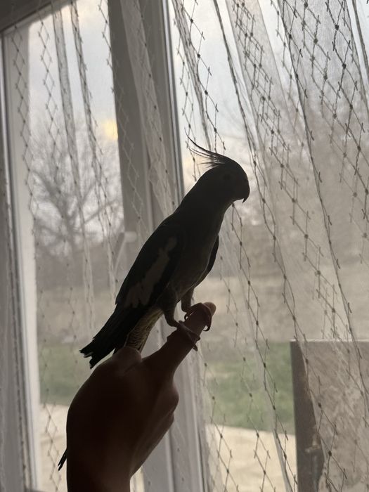 продаеться корелла ручной