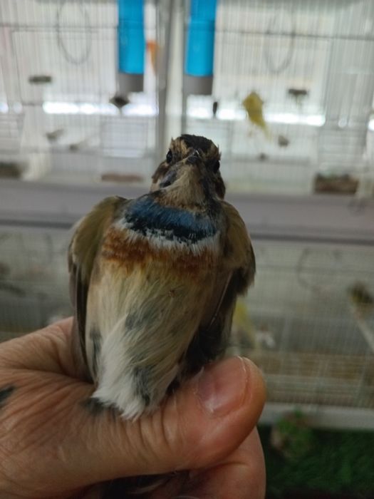 Птица ВАРАКУШКА, варакушка.