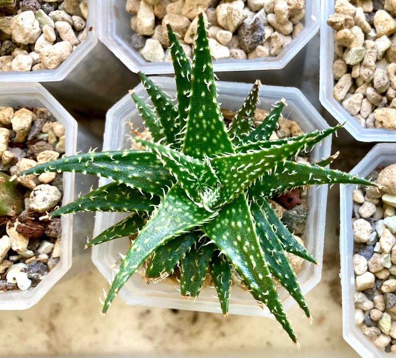 Сортовой гибрид алое Descoingsii X Hawarthioides, суккулент