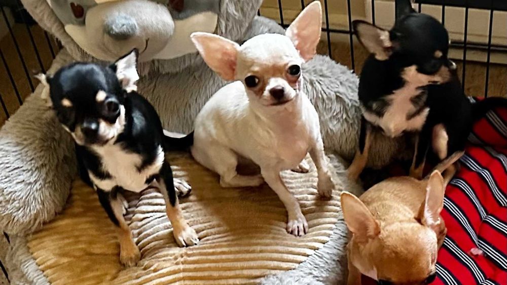 Чихуахуа от лучшего питомника элиты Евразии - зайдите и убедитесь сами