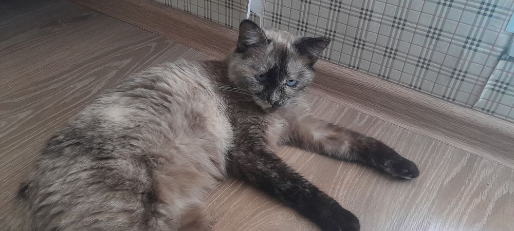 Отдам Кошку в хорошие руки