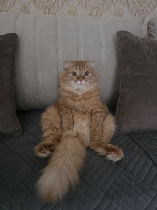 Отдам кота в хорошие руки